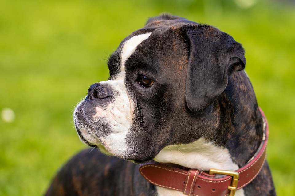 Boksen tilhører de brachycephale hunderacer. Især skal den beskyttes mod for høje temperaturer.