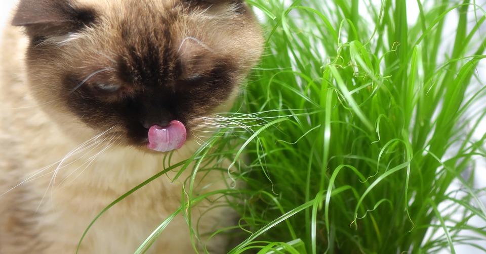 Katten spiser kattegræs. Den slikker sine læber.