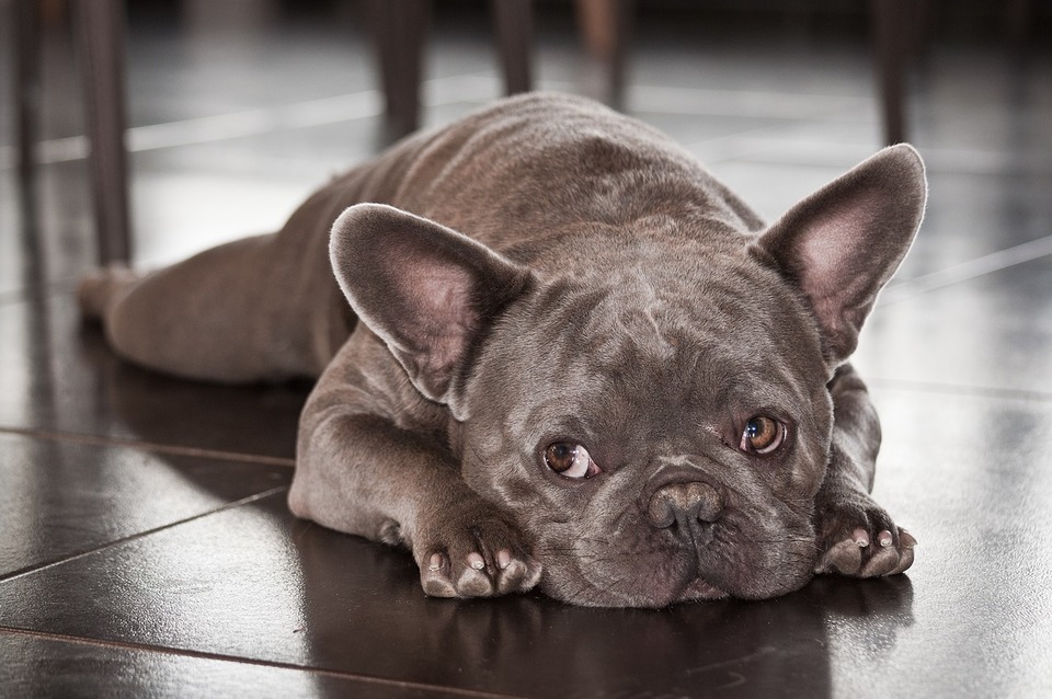 Franske bulldogs har en disposition for sammenbrud af luftrøret og meget snævre luftveje. Dette gør det svært for dem at trække vejret, især på varme dage.