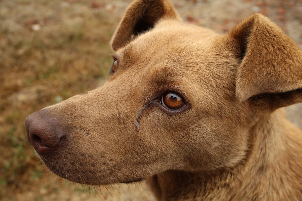 Hund med tårende øjne. Det kan være forkølelse, sygdom eller allergisymptomer hos din hund.