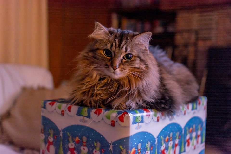 Den ængstelige kat ligger på en gave. Julen for katte er ikke let. De er forbundet med mange stressfaktorer for katte. Gaver kan hjælpe med at reducere 'jule-stress'.