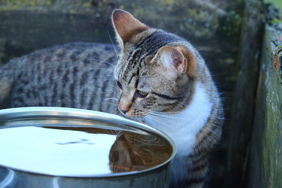 Katten forsøger at drikke fra en stor skål vand. Katte har sjældent tørst af natur, så det er en god idé at give dem vådfoder.