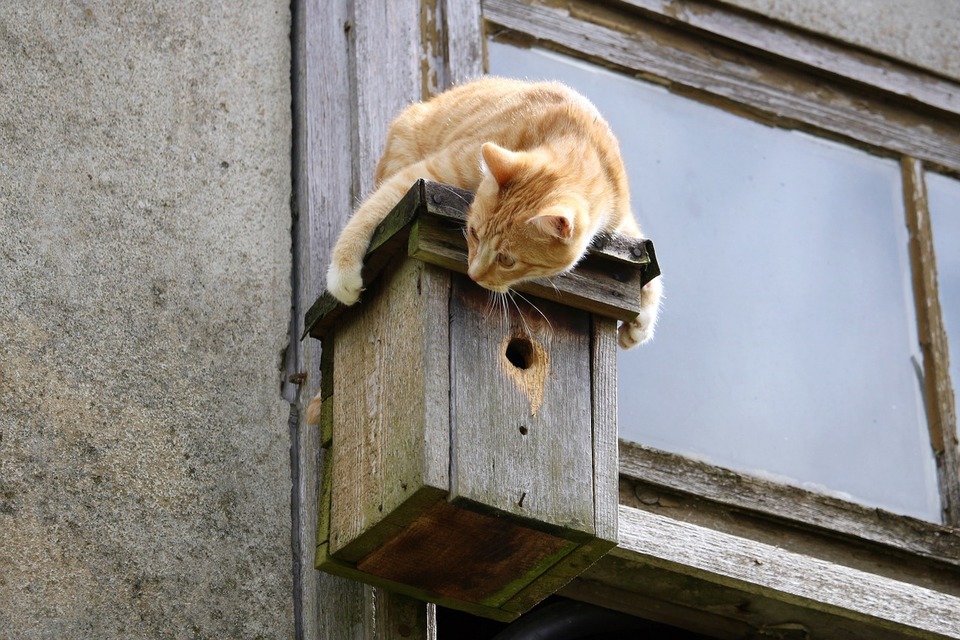 Katten falder ikke på sine fire poter. Vinduer og altaner bør sikres med net.