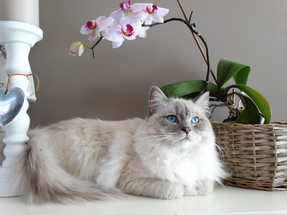 Ragdoll ligger ved siden af en orkidé. Hun ser engleagtig ud med sine blå øjne. Husk dog, at orkidéen er giftig for katte.