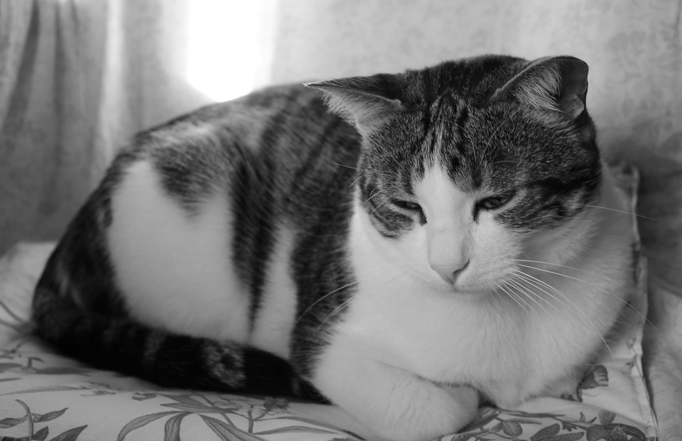 Katten sidder med hævede poter. Dens øjne er let lukkede, og dens hoved er sænket.