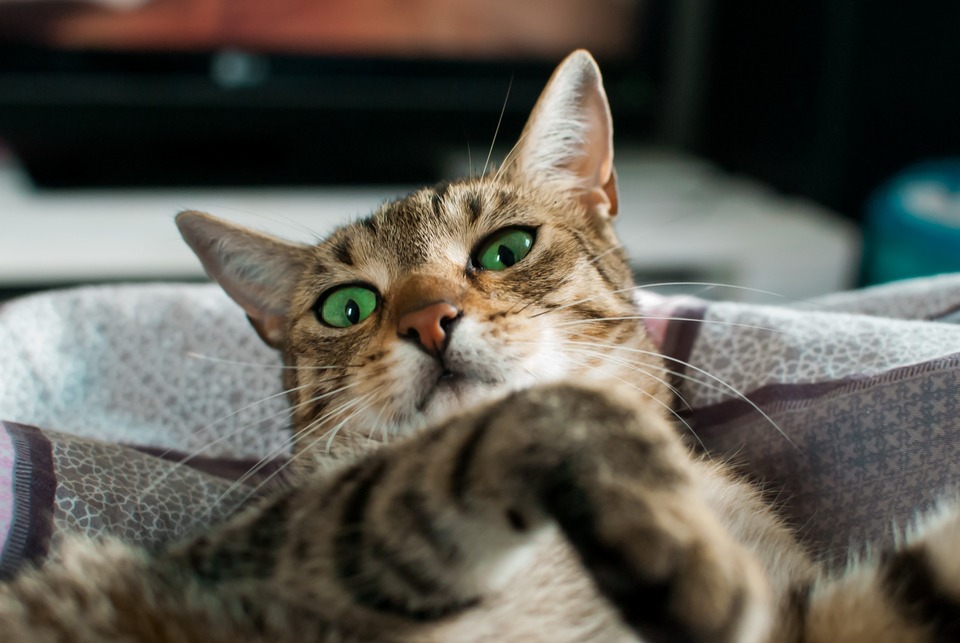 Kattebakken skal være placeret et afsides og stille sted. Så katten kan have fred, mens den håndterer sine fysiologiske behov.