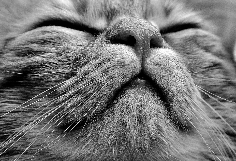 Katten nyser af mange grunde, så klemte den øjnene sammen, forstærkede vibrationerne og åndede intensivt ud af lungerne. Nysen er en naturlig måde at rense de øvre luftveje på.