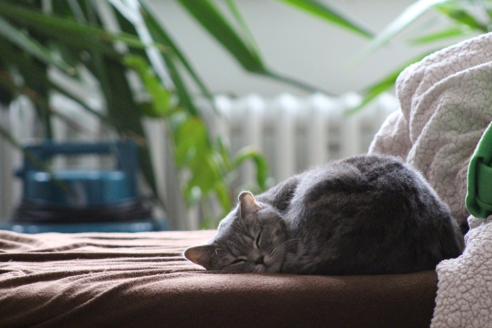 Den grå kat sover sammenrullet. Beskyt din kat mod at spise giftige planter.