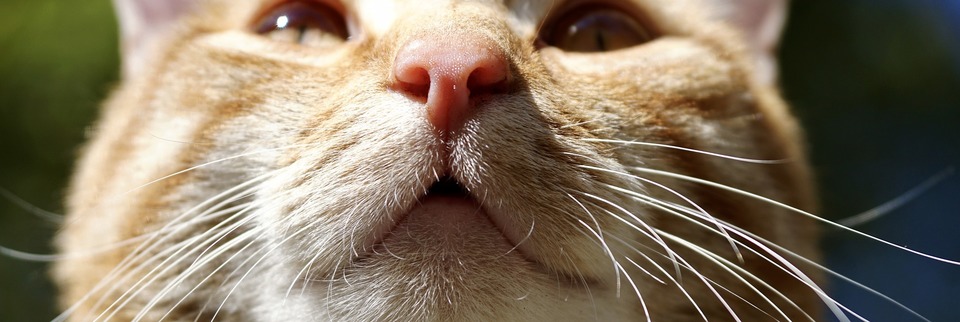 Katten, der er klar til at nyse, klemte øjnene sammen og spændte sine sanser.