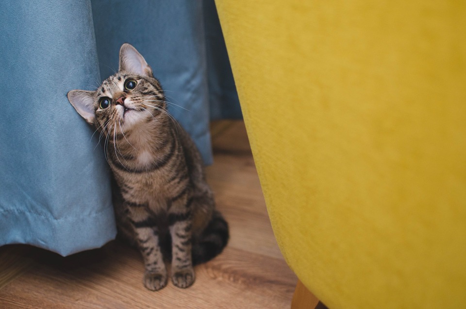 Jagtsekvensen består af flere faser. Under en af faserne gemmer katten sig ofte bag møbler eller kasser.