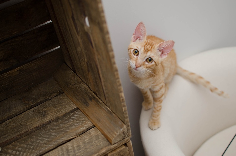 Kattebakken skal tilpasses dens præferencer. For det første må den ikke være for lille. Højde og type - åben - lukket er også vigtige.