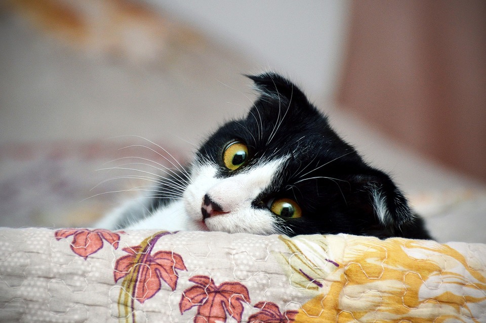 Når ejeren forlader huset, er det bedre, at katten bliver på det velkendte sted i huset og passes af de udgående personer.