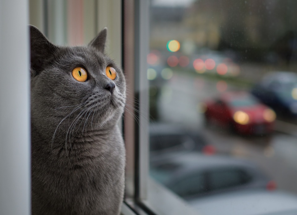 Problematisk er også katte, der synger om natten. En sådan vokalisering ledsages ikke sjældent af en urinmarkering.