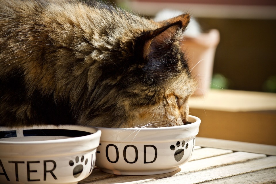 Katten spiser fra hvide porcelænsskåle.