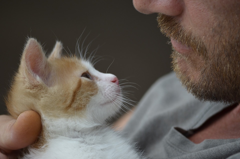 Katten krammer mandens hage og holdes tæt i hans omfavnelse.