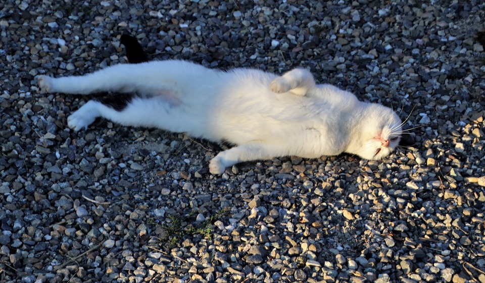 Killing bøjer sig på gulvet. Under løbetid føler katte sig psykisk utilpas og er meget anstrengende