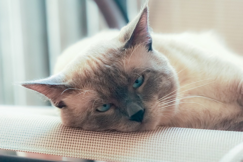 En voksen thailandsk kat med en lysere farve. Han ser ud med ekstremt blå øjne.
