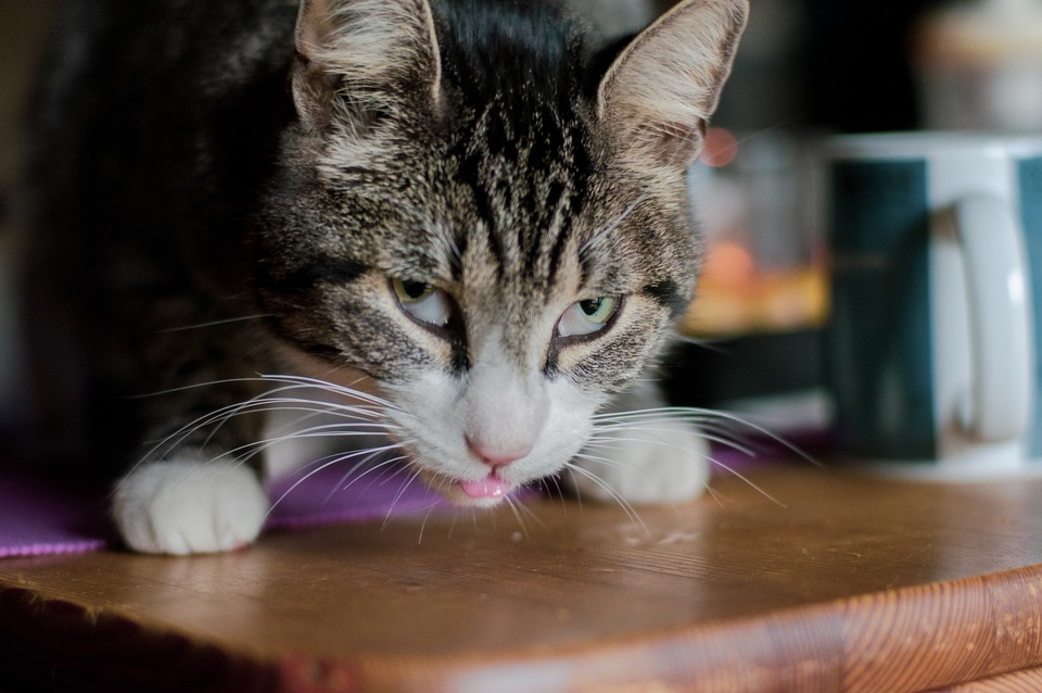 Synligheden af de tredje øjenlåg er et tegn på dårlig sundhed hos katten. Dette bør ikke tages let. Synlige tredje øjenlåg kan indikere en alvorlig angreb af kattens organisme.