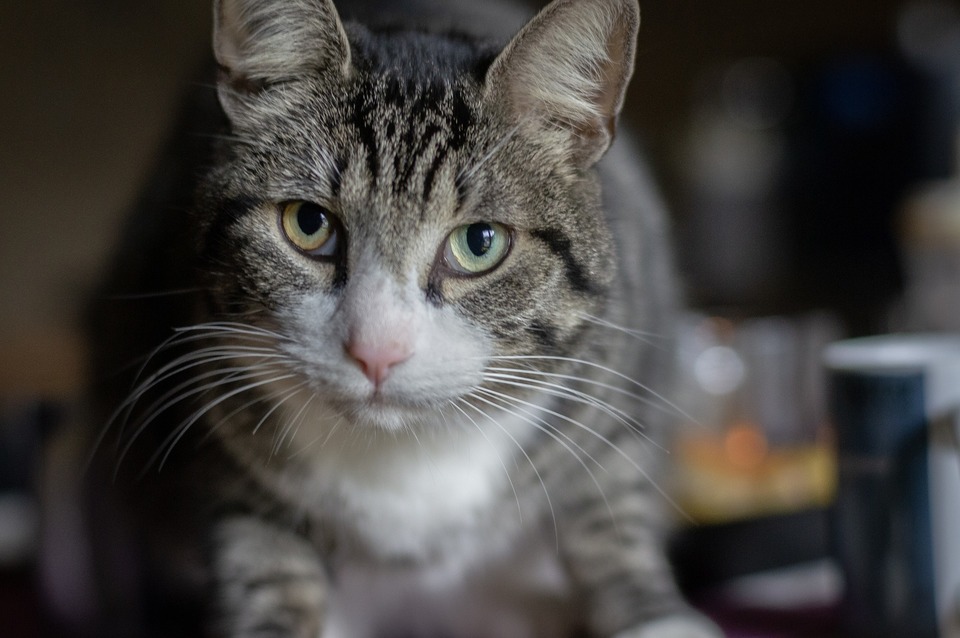 Parasitterne i kattens krop vejer dem ned og svækker dem. Din kats afføring bør regelmæssigt kontrolleres for at overvåge deres sundhed og sikre, at de skal afmides.