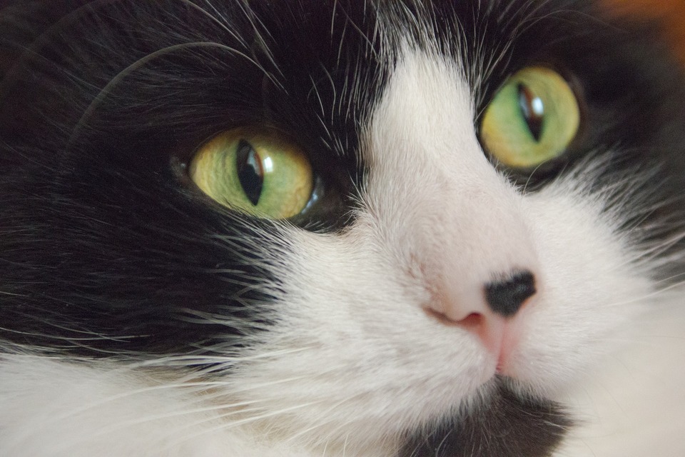En kat med grønne øjne og en stor sort plet i næsen
