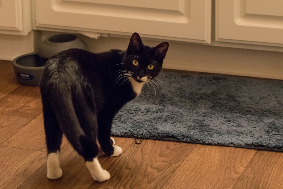En afslappet, veltilpas kat har en løs hale. Den nysgerrige kat ændrer kun ansigtsudtryk, halen kan muligvis være let hævet eller vibrere.