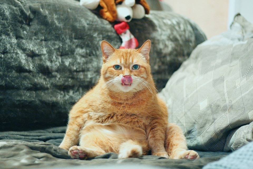 Hver dag vasker katte grundigt deres pels. Det anslås, at katte bruger op til 1/3 af dagen på pelspleje!