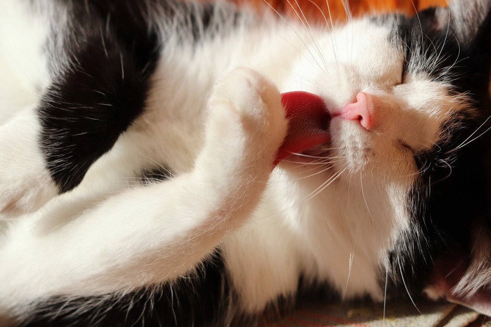 Kattens tunge har mange bagudrettede kroge, der fungerer som en kam ved pleje af kattepels.