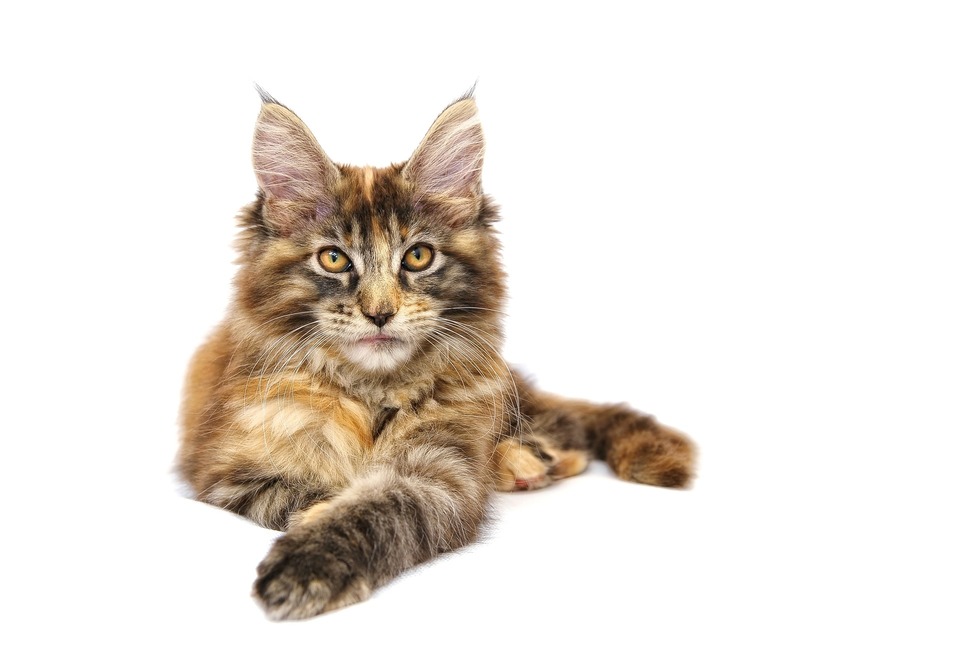 Maine Coons har store, ovale, let skrå øjne med intens farve.