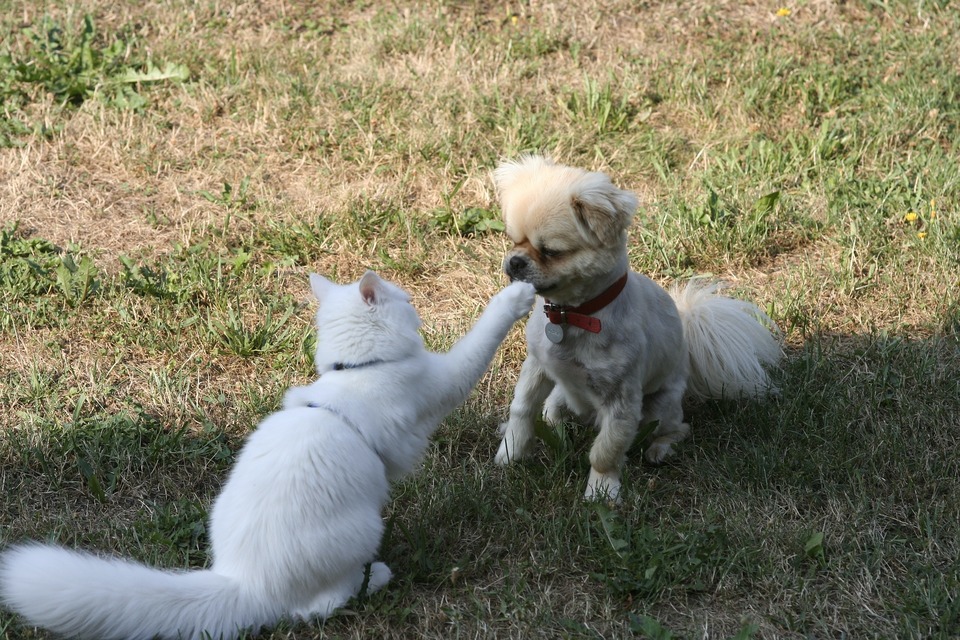 Katten klør sig med forpoten på næsen af en barberet miniature spids. Katten er i sele, hunden er løs.