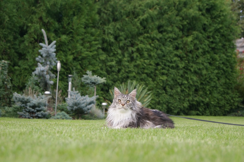 Maine Coons kan godt lide at gå ture. De har det godt i sele og kan føres i snor.
