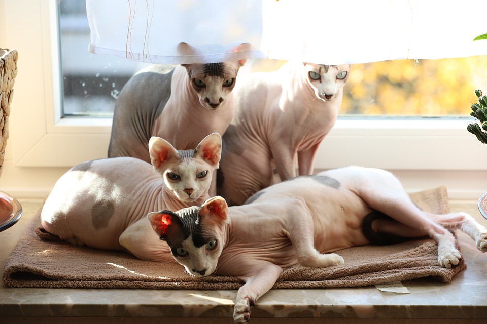 En familie af Sphynx-katte. Hele generationsudsnittet.