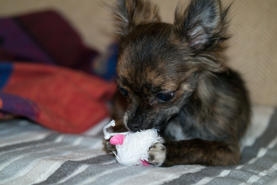 Chihuahua bider i et legetøj. Hvalpe bør få små legetøj til små hunde.