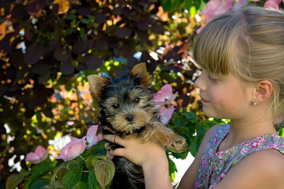 Yorkshire Terrier har kun lidt underuld, men de kan også forårsage allergier. Før du beslutter dig for at købe eller adoptere en hund, bør du overveje, hvad der sker, hvis en allergi opstår.