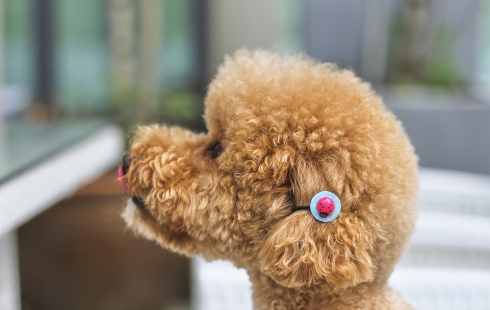 Navnene på racerhunde er lange og komplicerede, men heldigvis vænner hunden sig hurtigt til det nye navn. Maltipoo er en distinkt hunderace, og det er let at vælge et navn.
