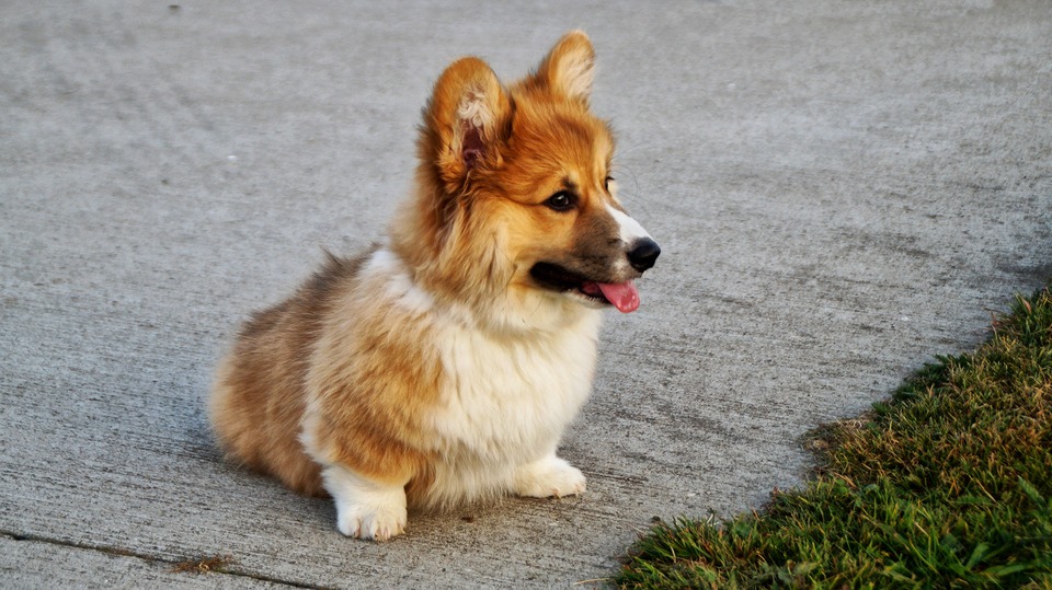Den unge Corgi er i fældningsfasen. Hundens pels er tydeligt krøllet.