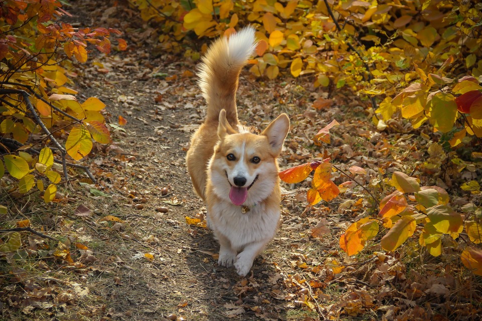 En rød-hvid Corgi-hund, der går i efterårs skoven