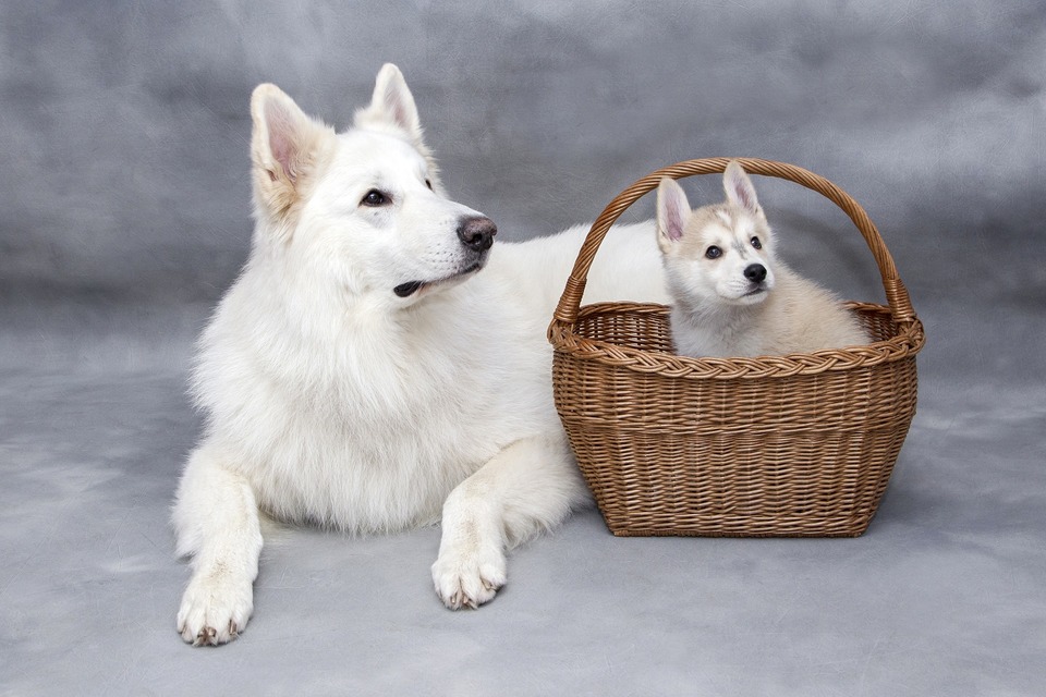 Tæve med en hvalp. Hvilket navn ville du give disse hunde?