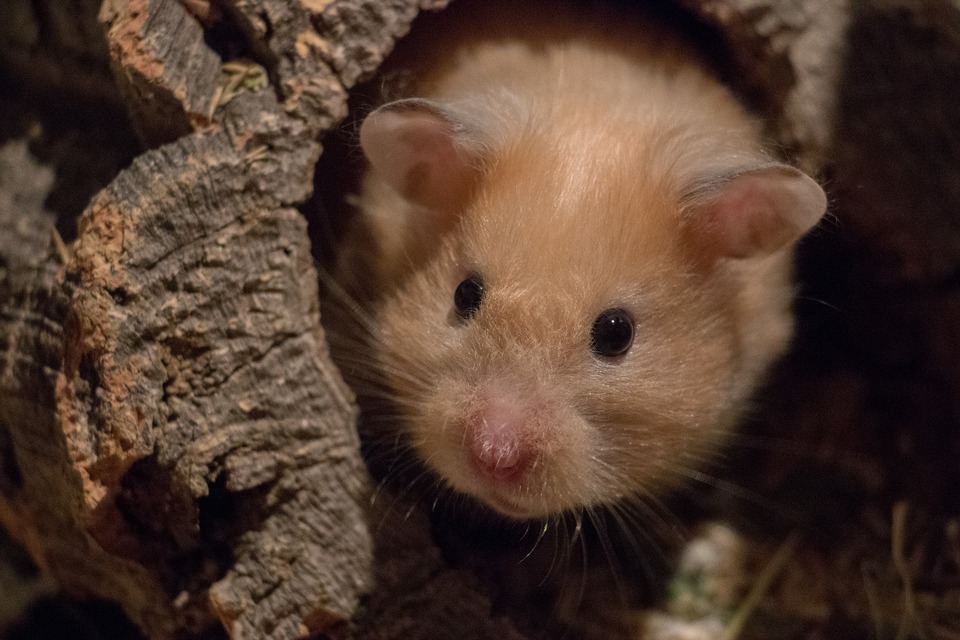 Syriske hamstere findes i forskellige varianter og kan have forskellige pelsstrukturer.