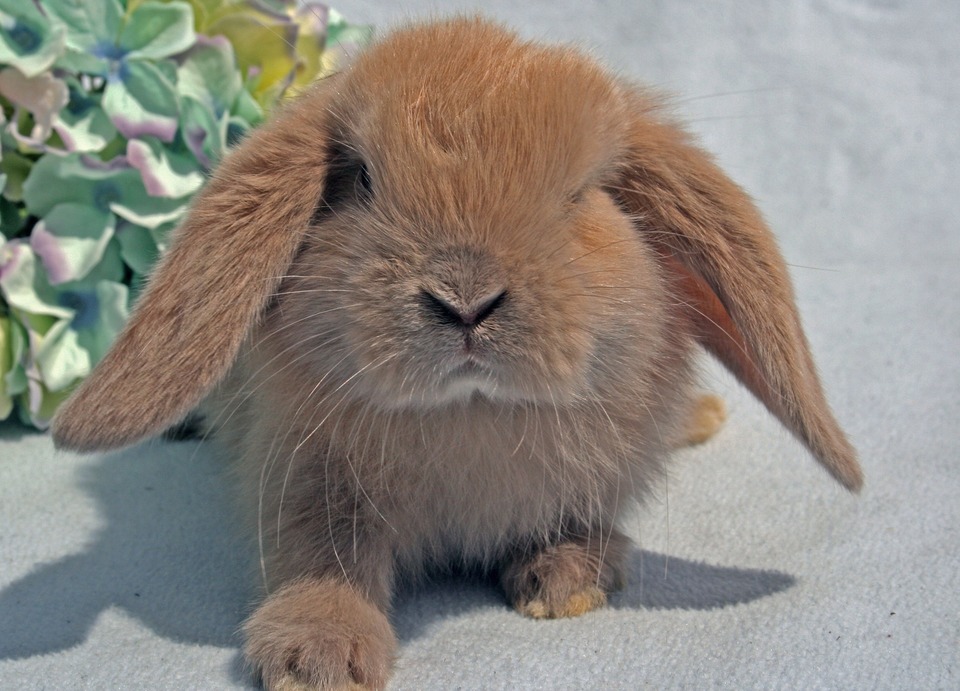 Det søde foldede kanin ser direkte ind i kameraet. Mini-Lop-kaniner elsker menneskelig kontakt.