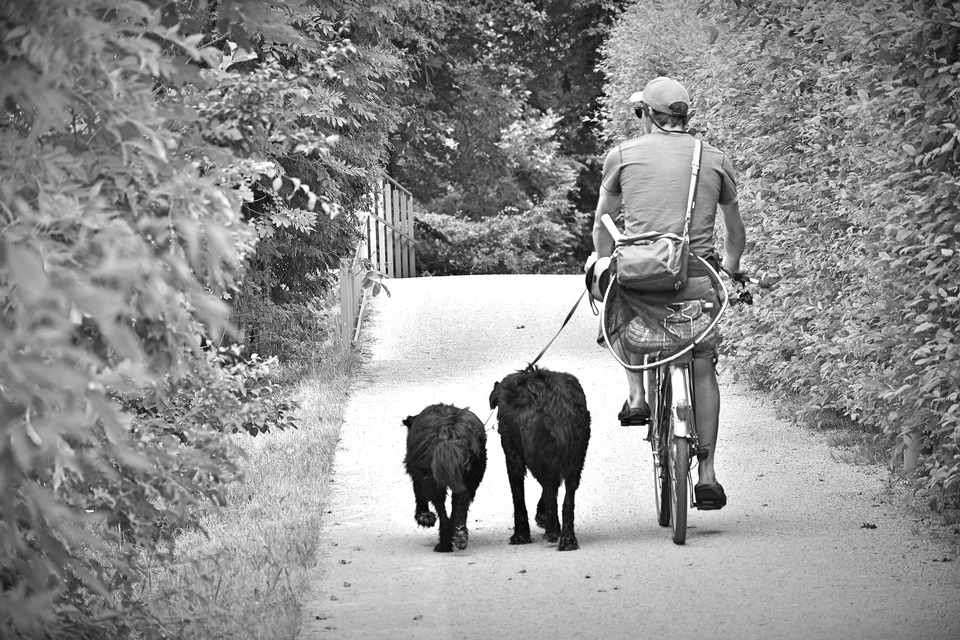 En mand, der cykler, holder snorene fra to hunde, der løber ved siden af ham.