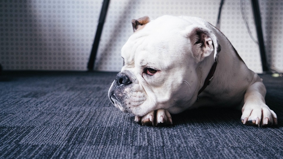 Mavesmerter og apati er forbundet med diarré hos hunde. Find et varmt, roligt og rent sted til din hund, så den kan komme sig.