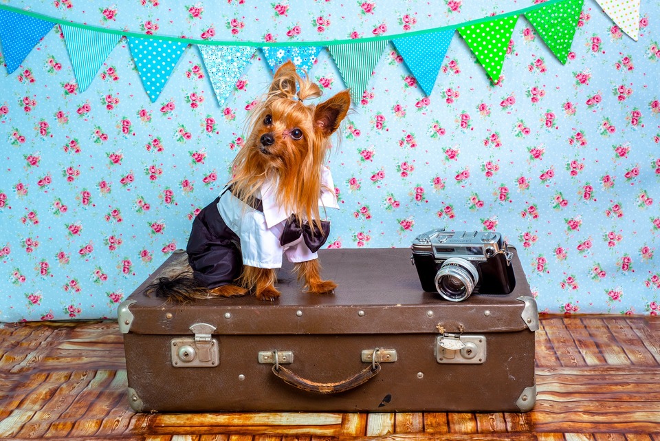Yorkshire Terrier hund sidder stille på en kuffert