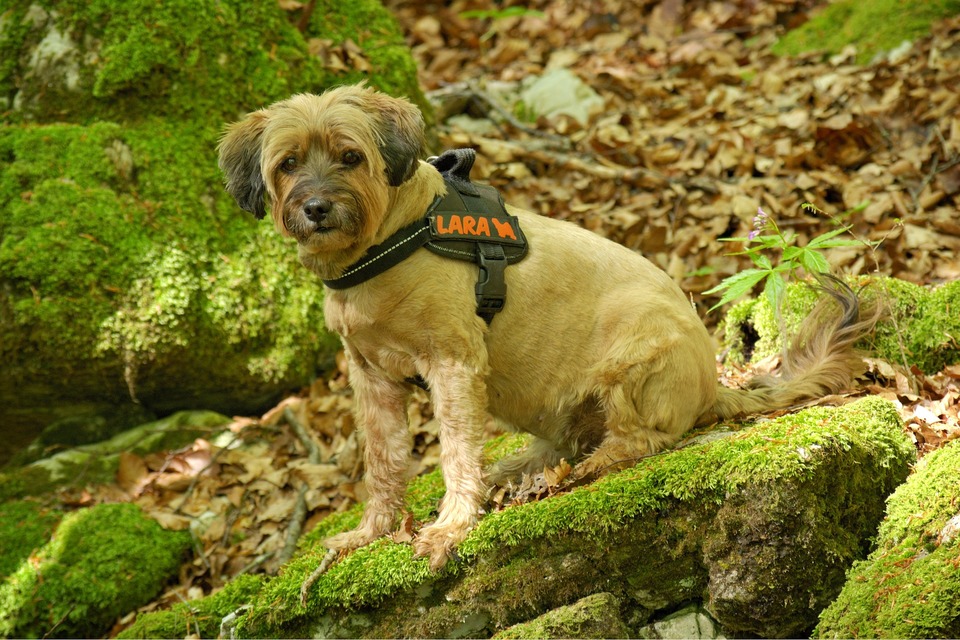 Det er værd at vælge reflekterende hundesele. De forbedrer synligheden og sikkerheden uden at irritere hunden.