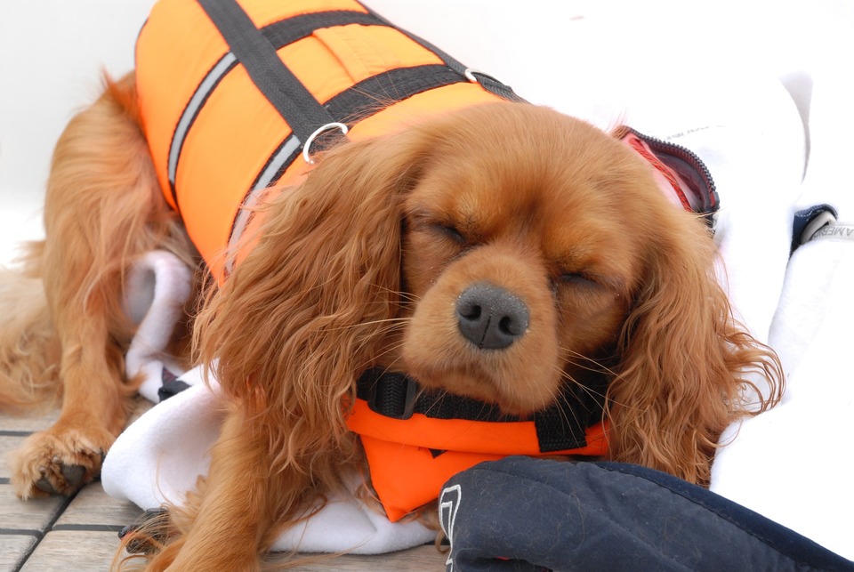Hund i en beskyttelsesvest. Flyvning for hunde er meget stressende.