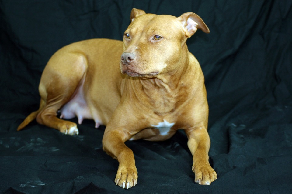 Pitbull hund med synligt forstørrede og røde brystkirtler. Hunden er drægtig eller diegivende.