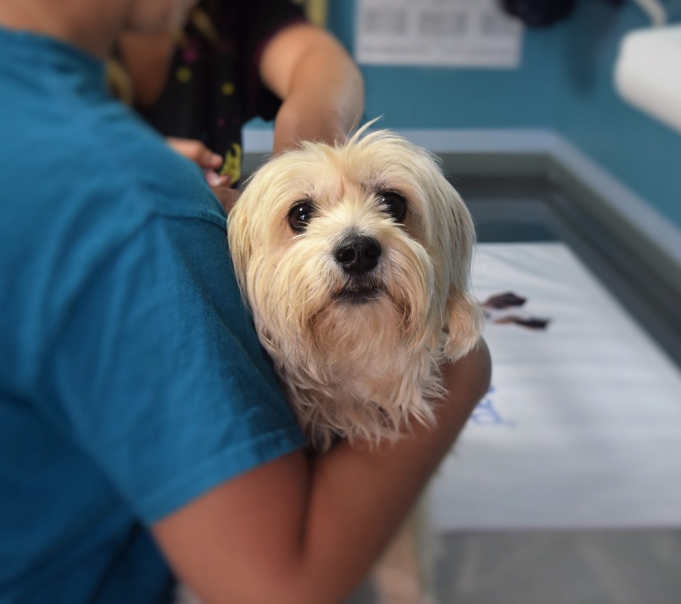Hund hos dyrlægen. Han venter på injektionen. At chippe en hund er en enkel procedure, en injektion gives.