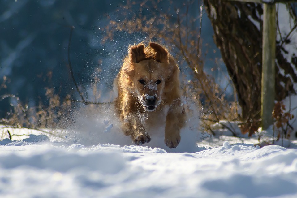 Golden Retriever løber i sneen. For hunde af denne race er en kort ophold i kulden ikke farligt.