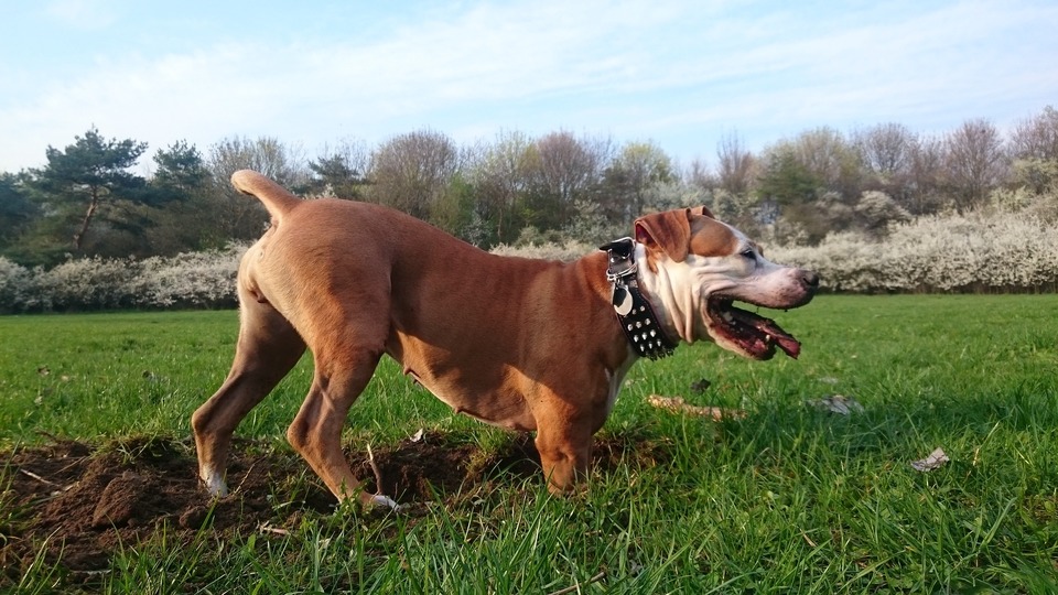 American Staffordshire Terrier skal lære sine grænser allerede som hvalp. Han udnytter ejerens uopmærksomhed.