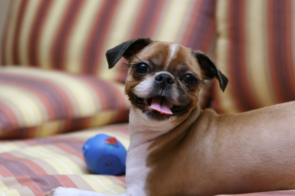 Klippe Shih Tzu. Efter at have klippet din Shih Tzu, skal du sørge for at give den tøj for at undgå forkølelse.