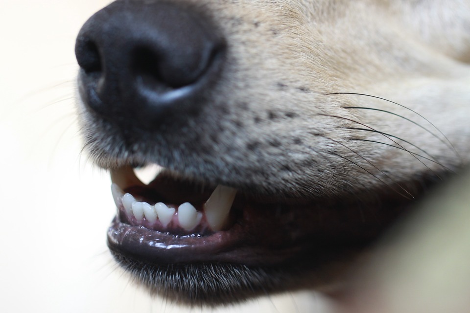 Hundens tænder er også udsat for tandsten. Vi bør vænne vores hund til tandbørstning allerede i en ung alder.